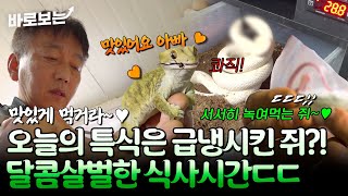 파충류에 진심인 자연인이 말아주는 달콤 살벌한 식사시간..ㄷㄷ｜#바로보는나는자연인이다