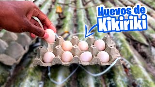 Le ponemos huevos de kikiriki a mi gallina clueca ¿Servirán?