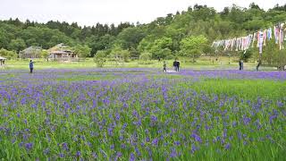 ウェザーリポート動画0523@柏崎市14時25分頃(柏崎市軽井川…夢の森公園…カキツバタ)☆polaris