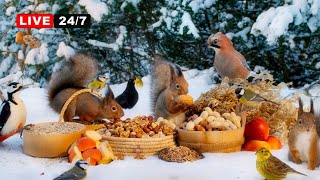 🔴24/7 LIVE CAT TV NO ADS😺 Cutest Birds and Squirrels in the Snow Nature Sounds 4K HDR