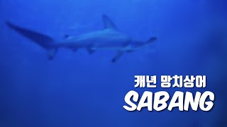 [4K] 캐년으로 조류타러 갔다가 망치상어 보고 온 다이버들 l 씨퀸다이브리조트 | Sabang Beach