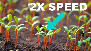 Germinate seeds TWICE as fast (Better Survival Rate 2x the speed)