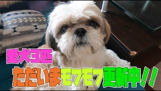 【シーズー】愛犬3匹がモフモフ更新中！！#トリミング#もさもさ#多頭飼い