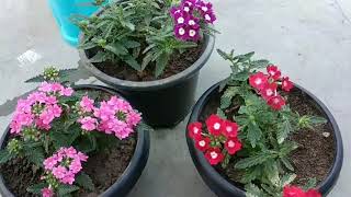 वर्बिना के फूल कैसे लगाये / HOW TO GROW VERBINA PLANTS