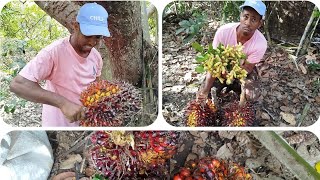 me surpreendi com quantidade de frutos que nois encontramos