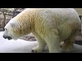 しろくまピースのおやつタイム（りんご付き）とべ動物園にて。