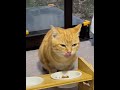 2025.1.17 新しい餌皿で晩ごはん😋 茶とら猫 ねこ動画 猫好きさんと繋がりたい 野良猫関連 自分専用