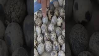 China method of rearing quail birds#egg #koel eggs