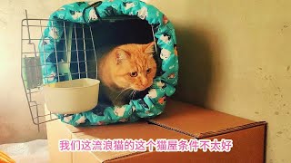 北京爱心大姐寄只流浪猫到铁岭，它在小区里被坏人针对，不走不行