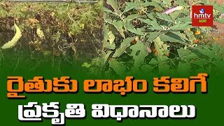 సేంద్రియ పద్ధతిలో ఎలాంటి ఉద్యాన పంటలు వేసుకోవాలి ? | Organic Vegetable Cultivation | hmtv Agri