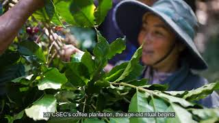 Laos’ Hidden Coffee Volcano: Explore the Bolavan Plateau Through CSEC’s Sustainable Journey