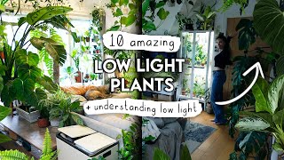 TOP 10 Low Light Houseplants + Understanding Low Light In Your Home 🌿