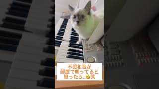 猫が鍵盤を弾くとこうなる【ラグドール】#猫のいる暮らし #エレクトーン