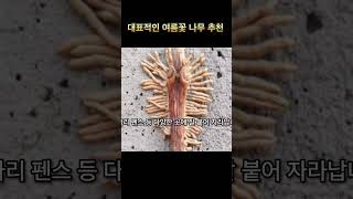 여름 정원이 허전하다면 화려한 능소화를 키워보세요. 병충해에 강하고 생명력이 강해 누구나 쉽게 키울 수 있습니다.