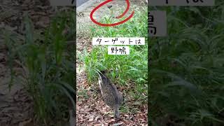 【今日の野良猫】36 チビが鳩を狙うが…