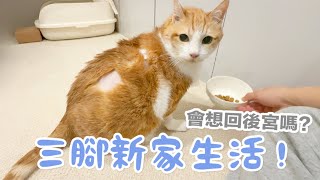 【黃阿瑪的後宮生活】三腳新家生活！會想回後宮嗎？