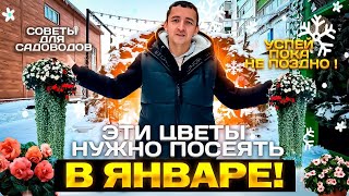 ЭТО ВАЖНО! Какие ЦВЕТЫ нужно ПОСЕЯТЬ в ЯНВАРЕ, чтобы УСПЕТЬ! #Дача #Цветы #Семена #Дихондра