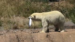 【シロクマキャンペーン2021】札幌市円山動物園　ホッキョクグマのお食事