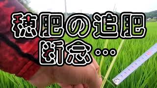 穂肥を断念…その理由とは？　豆転作あとのササニシキ　2022.7.20