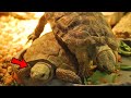 Pancake Tortoise - Best Tortoises for Pets