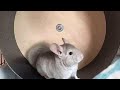 Good/Bad Chinchilla Wheels