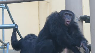 思春期暴れん坊ニイニは手が付けられない（The adolescent, rambunctious Niini is out of control.）　京都市動物園　チンパンジー　202307