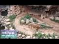 新竹市立動物園 老虎