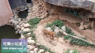 新竹市立動物園-老虎