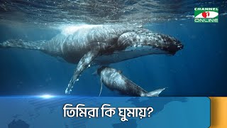 তিমিরা কি ঘুমায়? || Channel i News