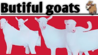 butiful goats|goat vidio|#youtuber #goat#youtubeshorts