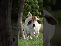 ⭕ grey brahman cattle ✅ biggest bulls and cow