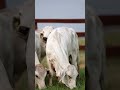 ⭕ grey brahman cattle ✅ biggest bulls and cow