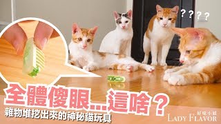 貓咪傻眼的貓玩具，什麼東西呀？【好味貓日常】EP19