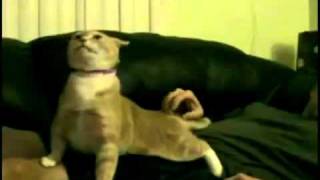 Mr. Trololo cat
