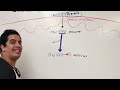 metabolism transition stage preparatory phase