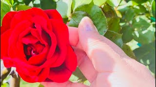 Gnum enq varderi partez 🌹 Rose Garden ￼