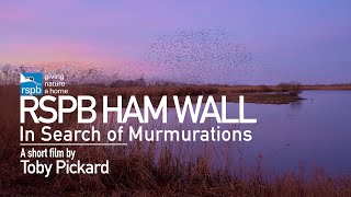 RSPB Ham Wall - In Search of Murmurations (4K)