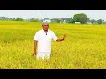 Rice Variety CO 55 - Farmer Success story