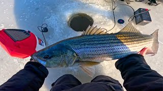 Ice Fishing For Striped Bass! A Really Cool Experience