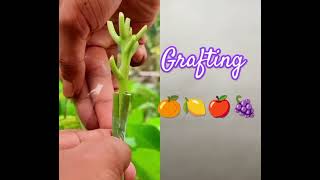 Grafting #graftingresult #trending #graftingtechnique #grafting #gardendesign #gardenideas #nature