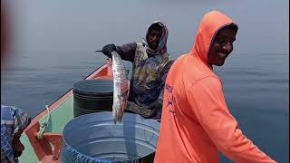 வஞ்சரம் மீன்களை எப்படி பிடிக்கிறார்கள் என்று பாருங்கள்| See how they catch fish in Vanjaram