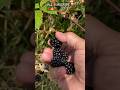 Harvesting blackberries 🤩#viral#shorts#blackberry#allotment#grow#fruit#yummy#ytshots #subscribe￼