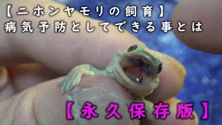 [ニホンヤモリの飼育] 病気(特にクル病)対策について話します