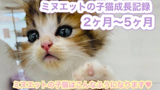 短足ミヌエットの子猫の可愛い成長記録！【2ヶ月から5ヶ月】短足マンチカン×ペルシャ