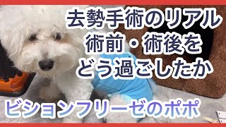 【去勢手術】ビションフリーゼの術後のリアルな生活 #子犬 #bichonfrise #puppy