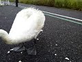 ６羽ヒナ親子遥か向こう岸 20150705　北千葉導水周辺のハクチョウ白鳥スワンswans