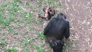 多摩動物公園のチンパンジー親子「ピーチ」と「プラム」、そしていっしょに遊ぶ「イブキ」