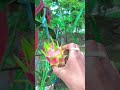 ড্রাগন গাছের প্রথম ফল dragon dragonfrut dragonfruit trending