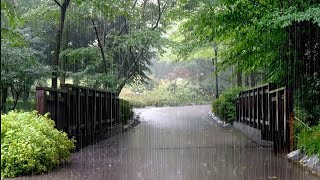 Fill your Mind with Rain Sounds. Refreshing Scenery of the Arboretum, White Noise, Sleep, Relaxation