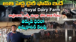 అతి పెద్ద డైరీ ఫామ్ ఇదే | Royal Dairy Farm | Biggest Dairy Farm in India | తక్కువ ధరలో | #dairyfarm